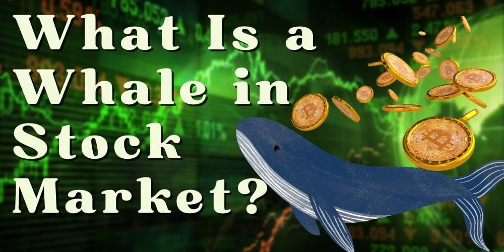 Whale in Stock Market