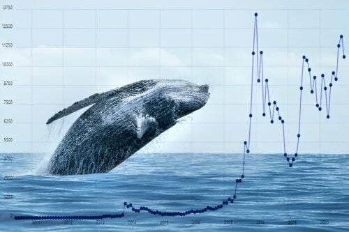 What Is a Whale in Stock Market