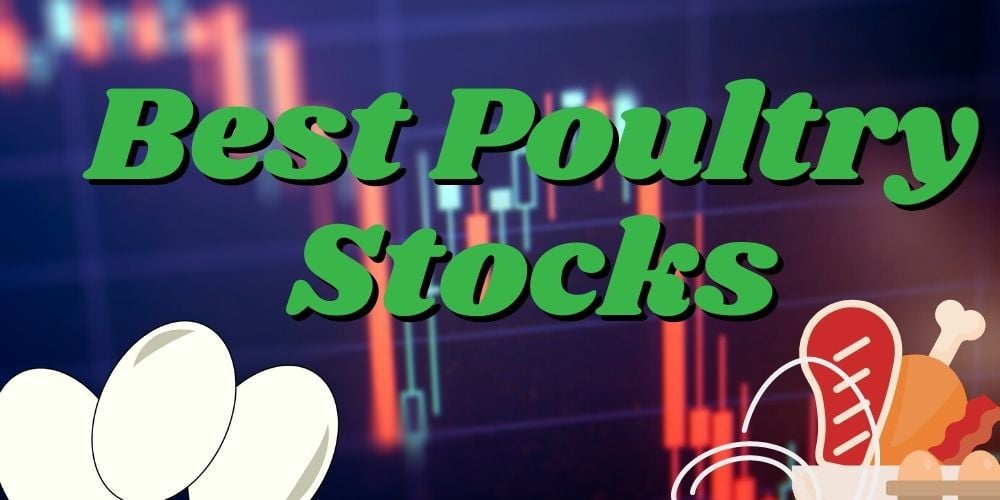 Best Poultry Stocks