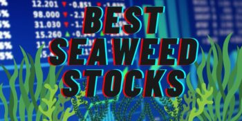 The 6 Best Seaweed Stocks To Buy Now in August 2025