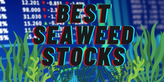 The 6 Best Seaweed Stocks To Buy Now in August 2025