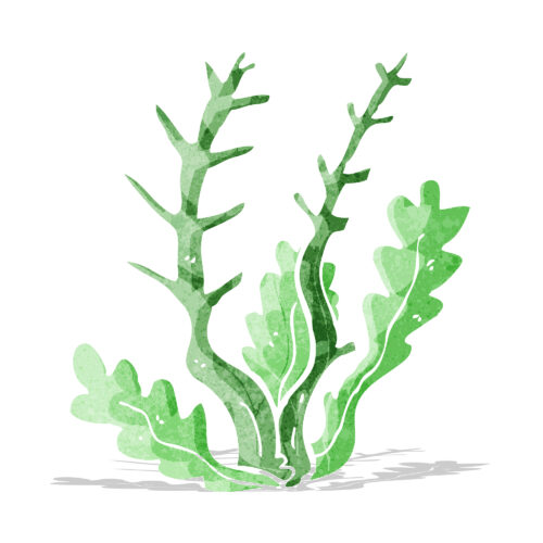 Cartoon seaweed - Best Seaweed Stocks